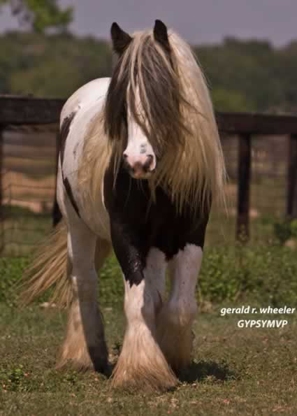 Gypsy Horses for Sale | Gelding | Piebald | Sean